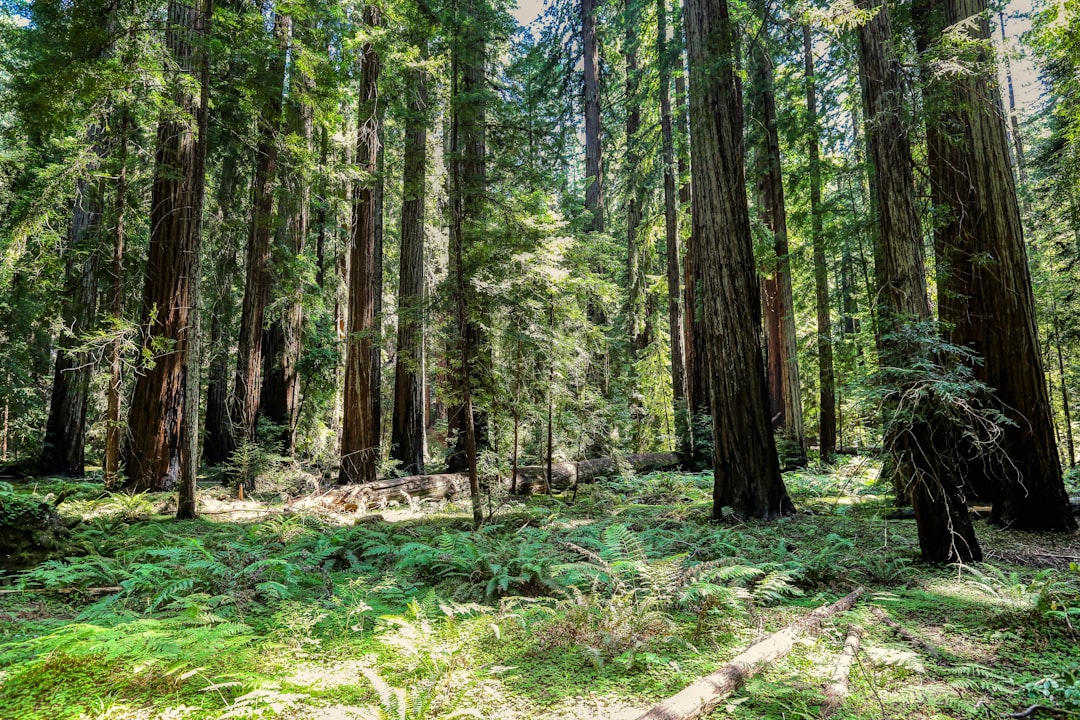 Hiking through California redwood trees, the Bay Area landscape that shaped Plato+